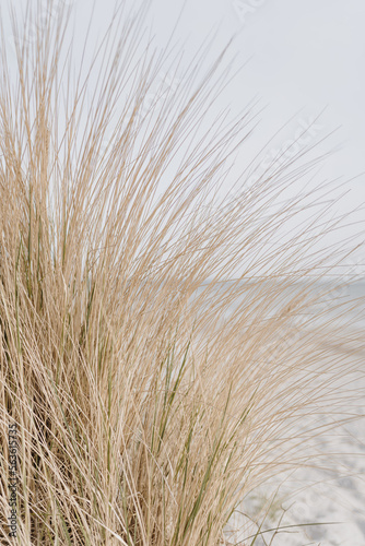 Fototapeta Naklejka Na Ścianę i Meble -  Sand dunes with beach grass. Grass on the beach