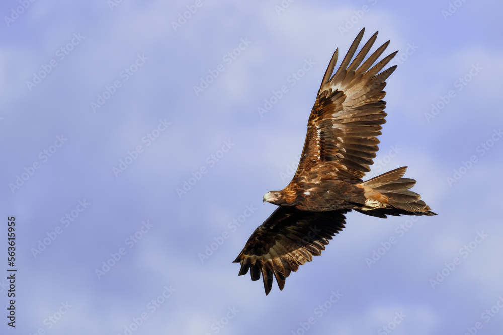 Fototapeta premium Wedge-tailed Eagle (Aquila audax) in flight against a blue sky. Bogangar, NSW, Australia.