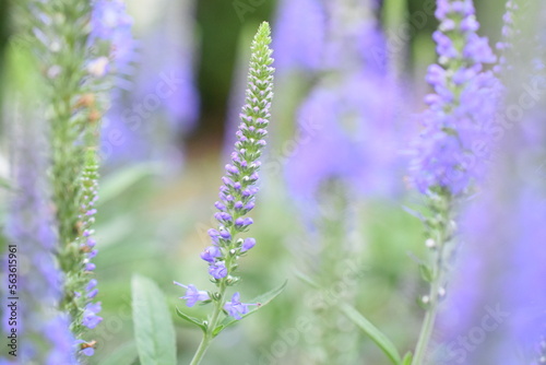 Fototapeta Naklejka Na Ścianę i Meble -  Błękitne kwiaty w ogrodzie