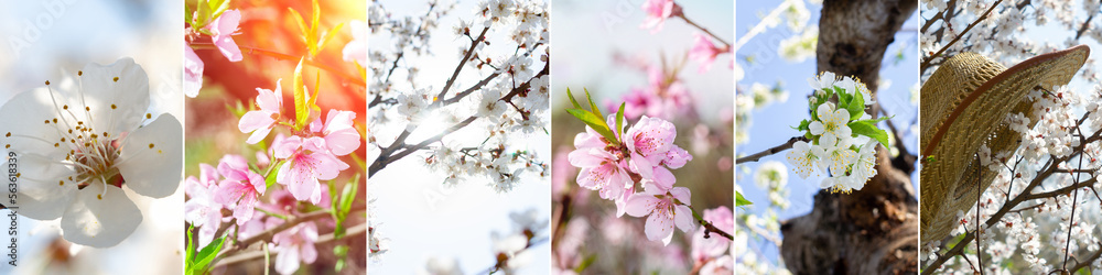 Collage of the panoramic photos of the different spring flowers and blossoming tree, spring and summer weather. Banner