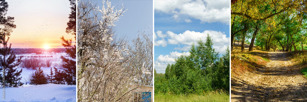 Obraz premium Four seasons of year. Set of nature banners. Spring, summer, autumn, winter. Collage of 4 photos