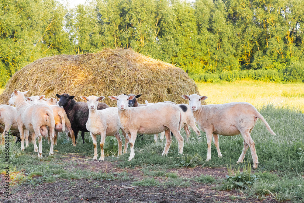 Fototapeta premium Sheep graze in a meadow on green grass near a haystack.