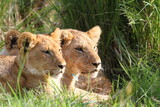 Portrait of two lion cubs resting in green grass, both looking right