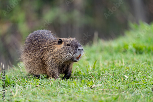 nutria walking alone in the grass