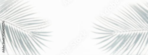 Blur of coconut leaf with shadow on white background