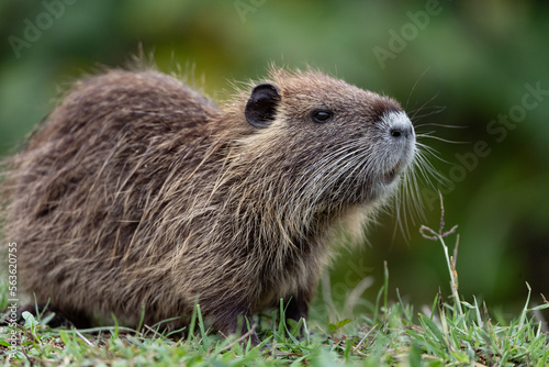 close up of an entire nutria in the grass photo