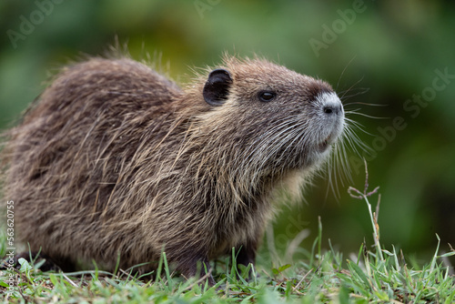 close up of an entire nutria in the grass