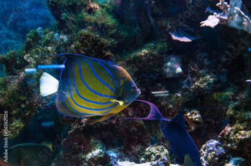 Aquarium fishes and stars, in nature, live in seas and oceans.