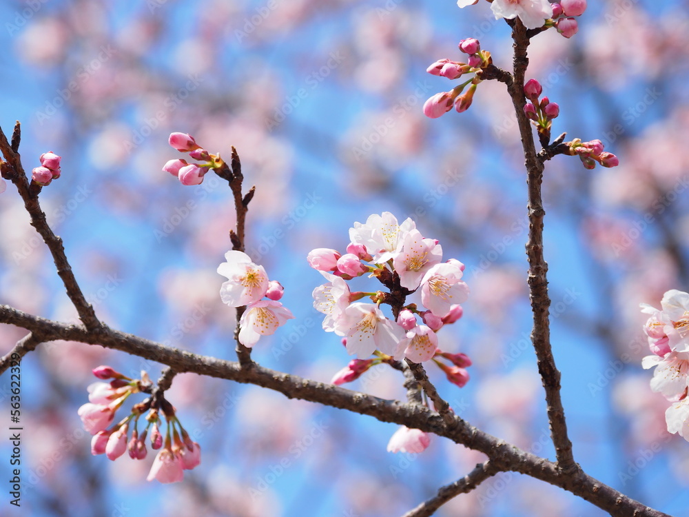 安行寒桜 安行寒桜