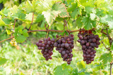 grapevine cluster