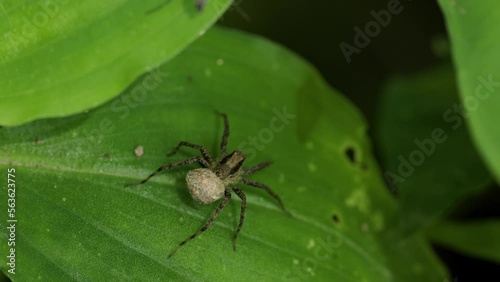 A wolf spider or spotted wolf (pardosa amentata) is perched peacefully on the surface of a green leaf photo