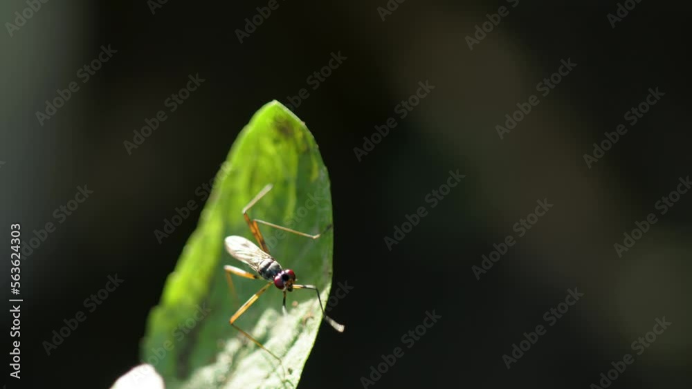A fruit fly (fungus gnats) lands on a green leaf and rubs its legs