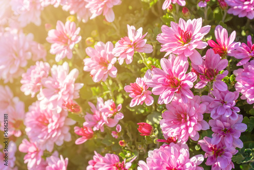 Fresh bright blooming pink chrysanthemums bushes in autumn garden outside in sunny day. Flower background for greeting card  wallpaper  banner  header.