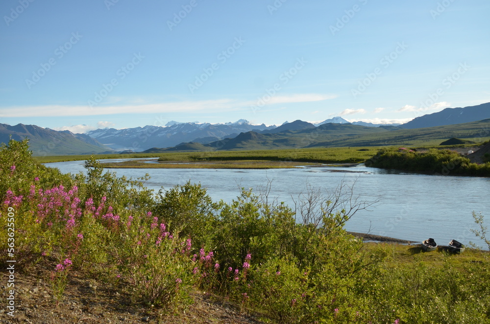 Fototapeta premium Paysage fleuri d'Alaska