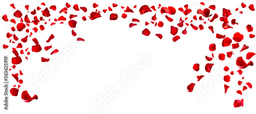Fototapeta Naklejka Na Ścianę i Meble -  Red rose petals isolated on white for love greetings. Horizontal background for valentines day and mothers day concepts. Space for text. png.