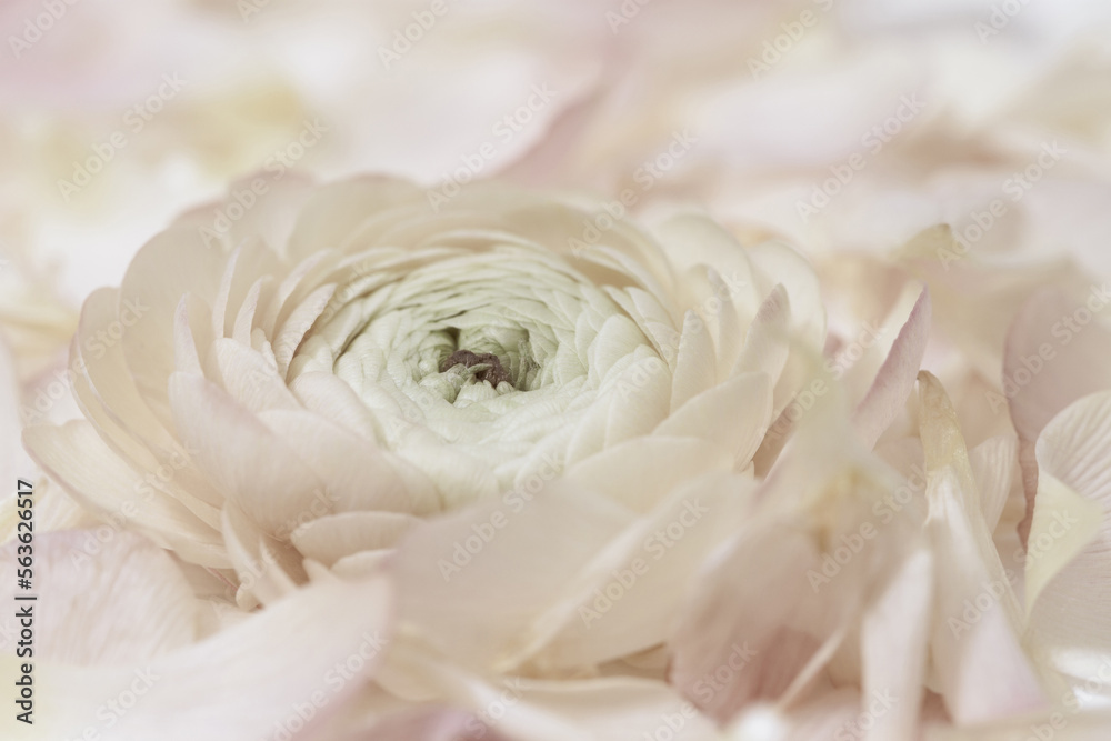 Obraz premium Romantic wedding beige neutral colors rununculus flower macro