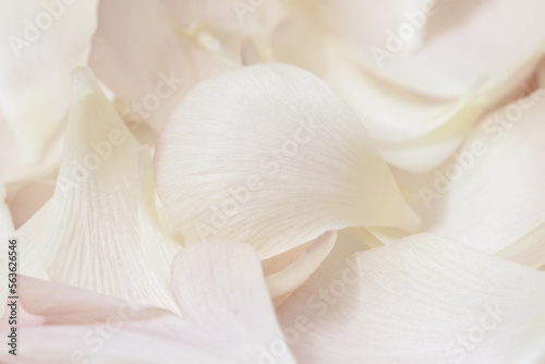 Romantic wedding beige neutral colors flower patles macro