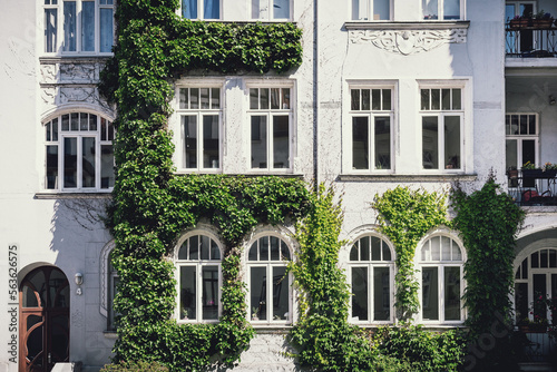 Fassadenbegrünung in Hannover-Linden