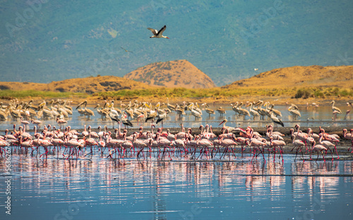Flamingos in the Natron lake, Tanzania