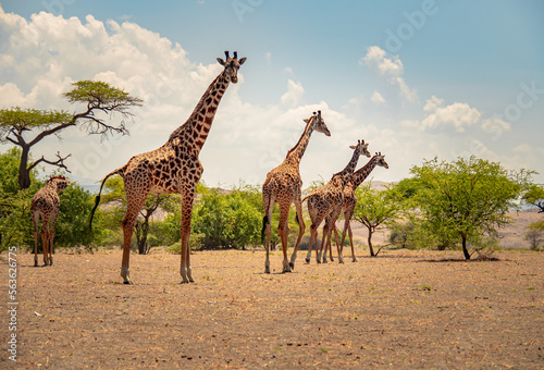 Giraffes in savanah, Lake Natron, national park, Tanzania © Romain