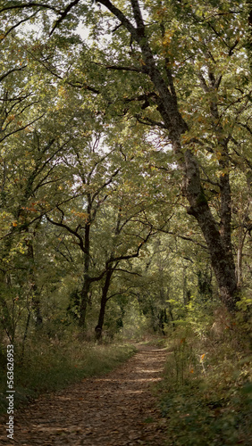 Fototapeta Naklejka Na Ścianę i Meble -  bosque