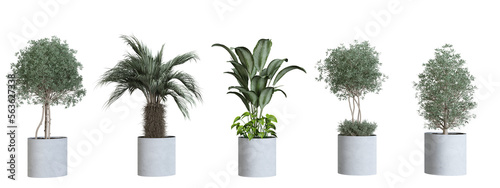 Plants in 3d rendering Beautiful plant in 3d rendering isolated 