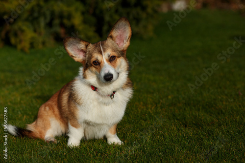 Portrait of a cute Welsh Corgi sitting on a green lawn