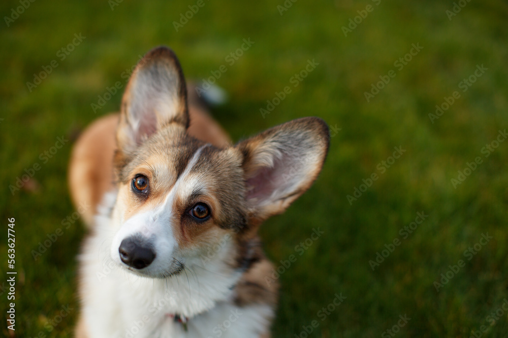 Portrait of a cute Welsh Corgi sitting on a green lawn Portrait of a cute Welsh Corgi sitting on a green lawn