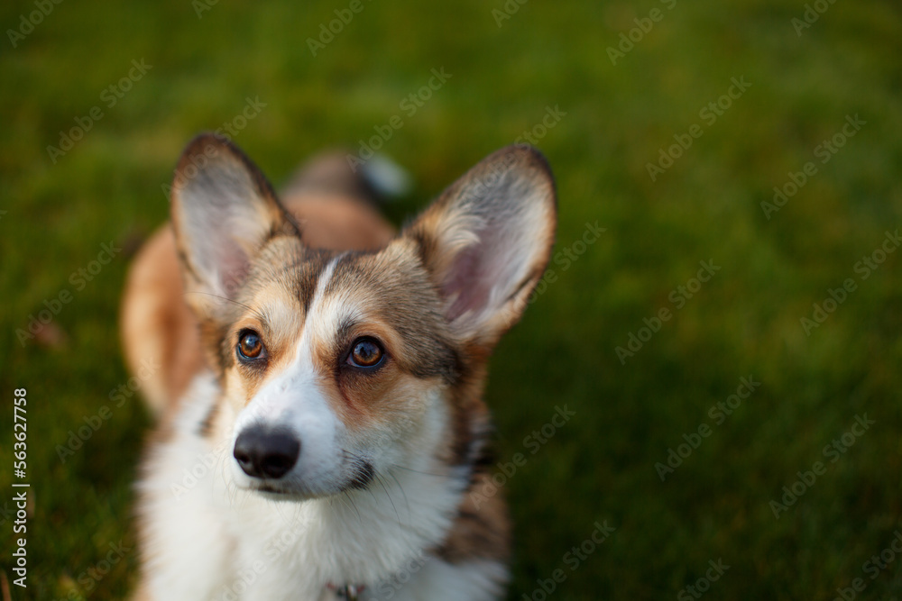 Portrait of a cute Welsh Corgi lying on a green lawn