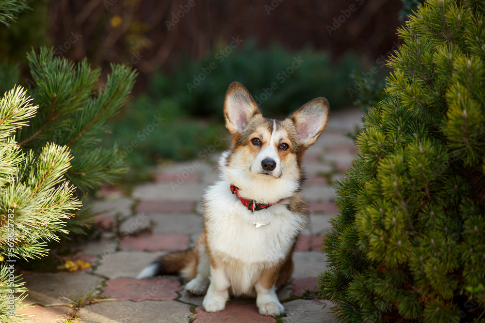 A cute white and red Corgi sits on a path made of paving slabs against the background of coniferous bushes
