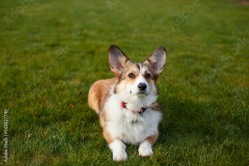 Portrait of a cute Welsh Corgi lying on a green lawn