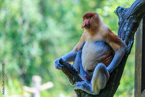 proboscis monkey or nasalis larvatus