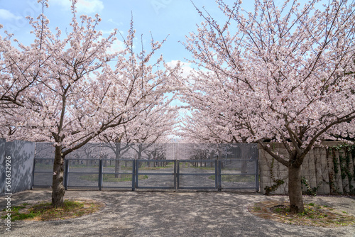 満開の桜