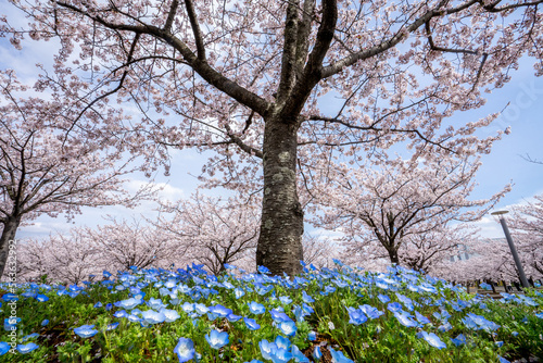 満開の桜