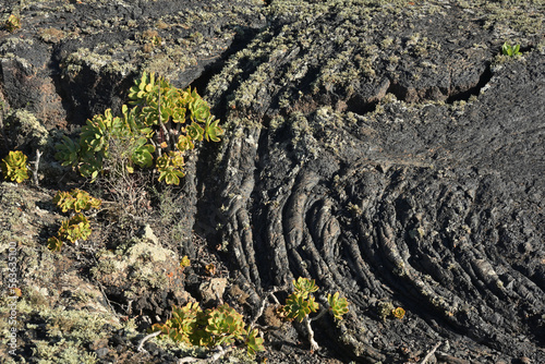 Sukkulente pflanzen wachsen auf einem erkalteten Lavafeld. © Fotolla