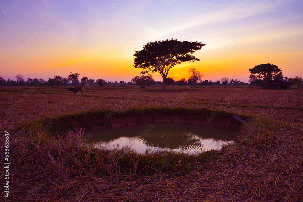 Amazing.dark tree on open field, dramatic sunset, typical African ...
