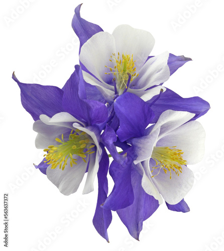 Three pretty delicate white and lilac blue flower heads  transparent png file