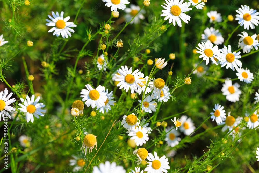 Chamomile flowers field. A beautiful natural scene with blooming medical flowers. Summer background. Chamomile flowers field. A beautiful natural scene with blooming medical flowers. Summer background.