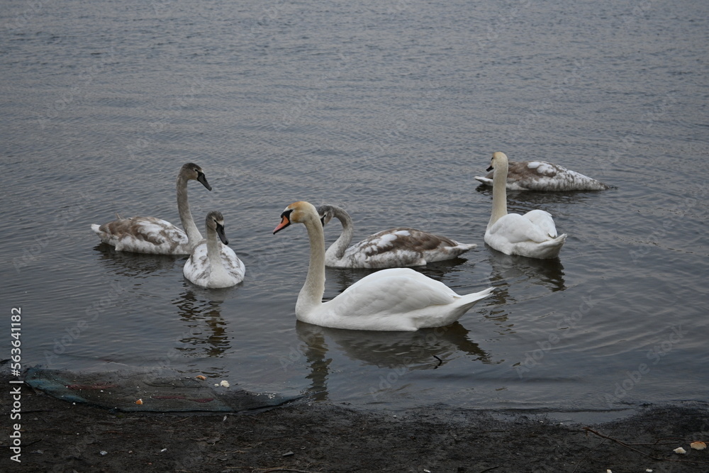 Mute swans pair of swans, gray young swans swimming in winter climate change global warming, unfrozen water white mute swan bird floating winter, swan fidelity, bird migration, sustainable development Mute swans pair of swans, gray young swans swimming in winter climate change global warming, unfrozen water white mute swan bird floating winter, swan fidelity, bird migration, sustainable development