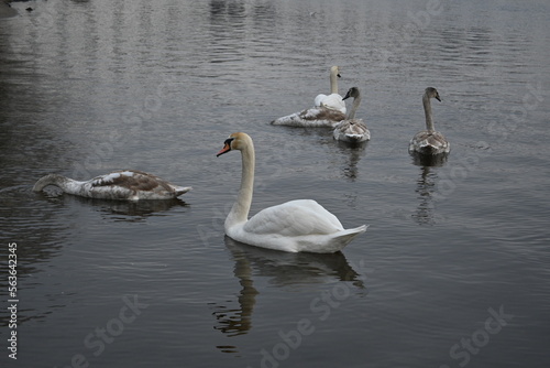 Mute swans pair of swans  gray young swans swimming in winter climate change global warming  unfrozen water white mute swan bird floating winter  swan fidelity  bird migration  sustainable development