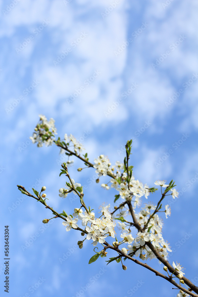 blossoming cherry tree branch against a blue sky with clouds. beginning of spring on a sunny day blossoming cherry tree branch against a blue sky with clouds. beginning of spring on a sunny day