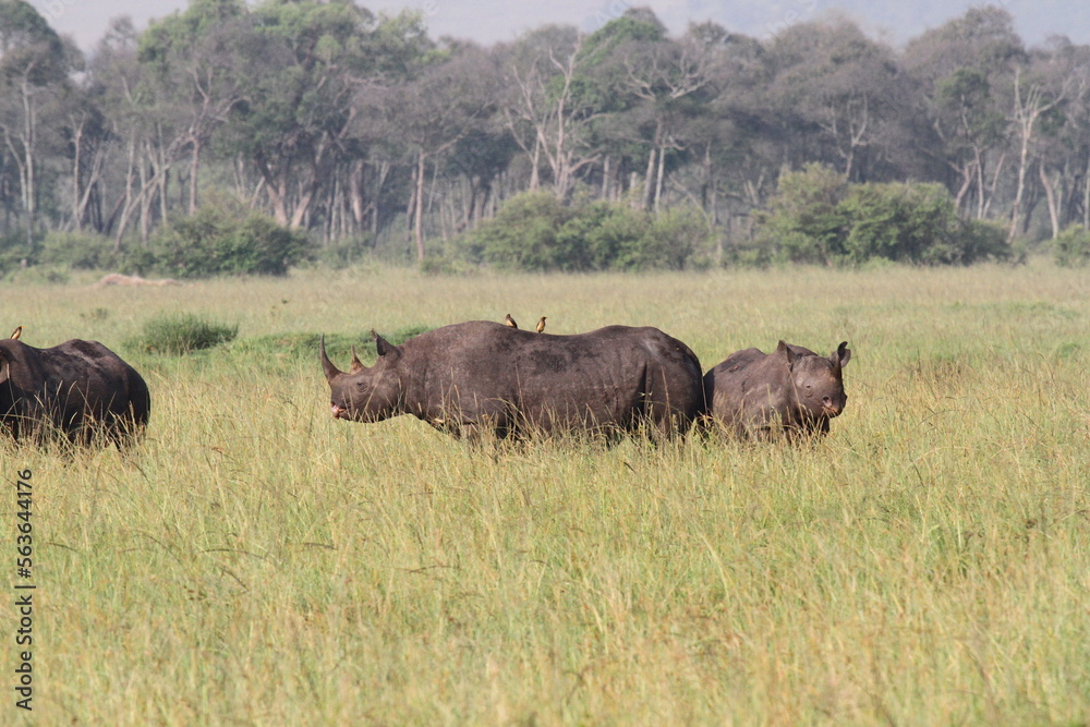 A rhino family is grazing in the savana almost hidden by tall grass