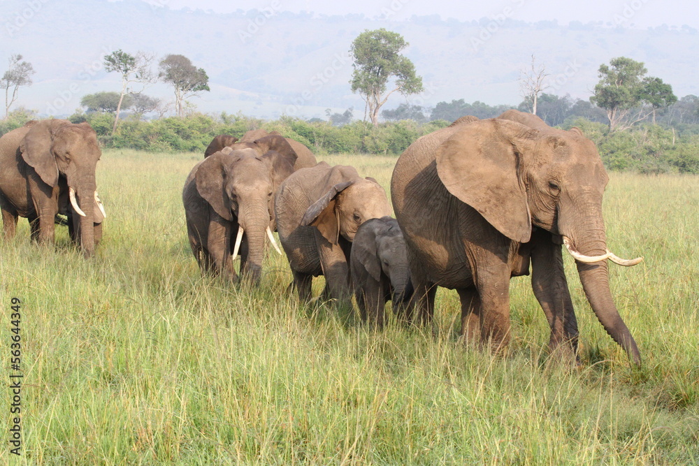 Fototapeta premium Large herd of elephants with several small calfs wander by the camera