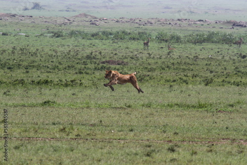 Lioness jumping high, chasing a warthog, that is called savana express in Kenya