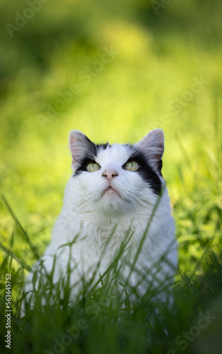 cat on the prowl. white black cat outdoors in high grass observing birds looking up in the sky on a sunny day