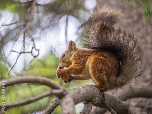 The squirrel with nut sits on tree in the autumn. Eurasian red squirrel  Sciurus vulgaris.