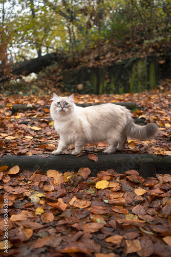 side view of fluffy siberian cat standing in the forest with autumn leaf covered ground looking at camera curiously