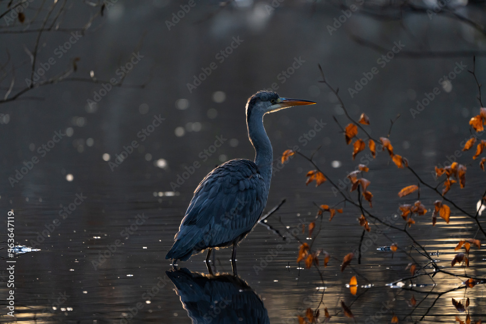 Naklejka premium grey heron