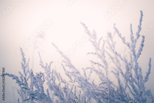 Frost-covered plants in winter forest at sunrise. Winter nature background