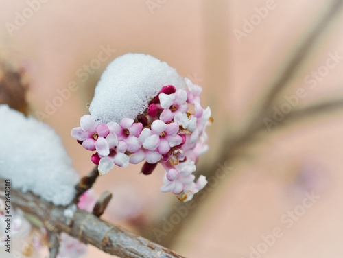 Winterschneeball photo